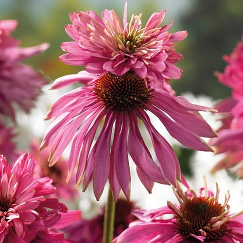 Echinacea purpurea double - echinacea, 'double