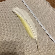 One Real Umbrella Cockatoo