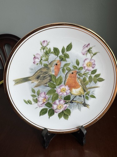 Robin with wild roses - robin,