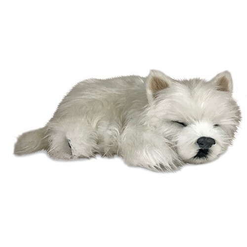 Precious petzzz westie 2nd - precious, (2nd