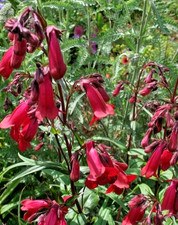 Penstemon garnet red - red, flowers