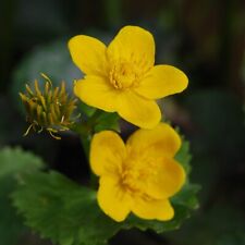 Caltha Palustris Pond Plant in