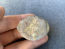 Plesiosaur vertebrae - 3d, /