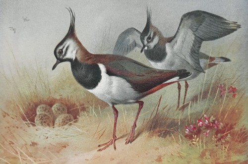Archibald thorburn lapwing - thorburn,