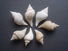 7 Bartonian Eocene Gastropods Sycostoma pyrus Melongenidae Barton Beds England