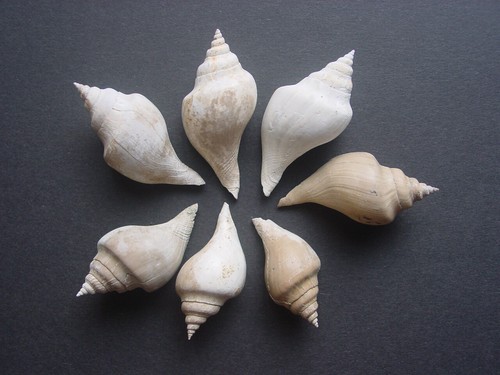 Bartonian eocene gastropods - eocene,