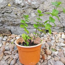 Peppermint Plant In a Small