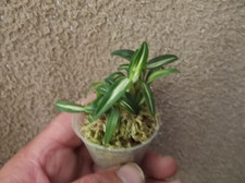 Rare Dendrobium moniliforme