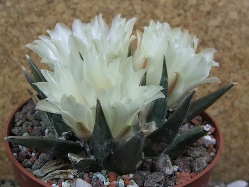 4i5 ariocarpus trigonus - 4i5,