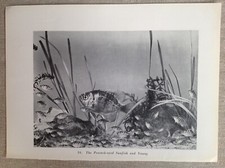 Vintage, fish, Peacock eyed