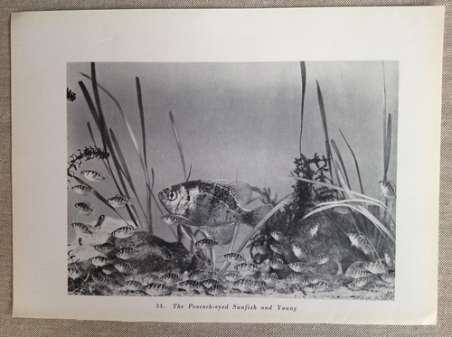 Vintage fish peacock - vintage,,