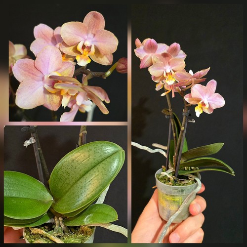 Mini phalaenopsis aromio - mini,