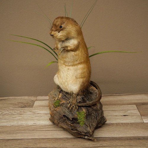 Used standing mink rat - standing,