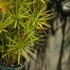 Umbrella Palm Tree Tropical