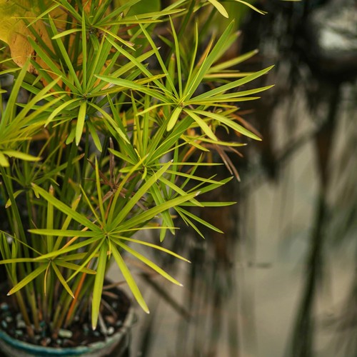 Umbrella palm tree - palm,