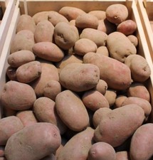 DAMASK Seed Potatoes - High