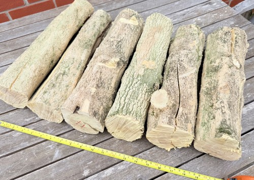 6no boxwood logs one - boxwood, crack