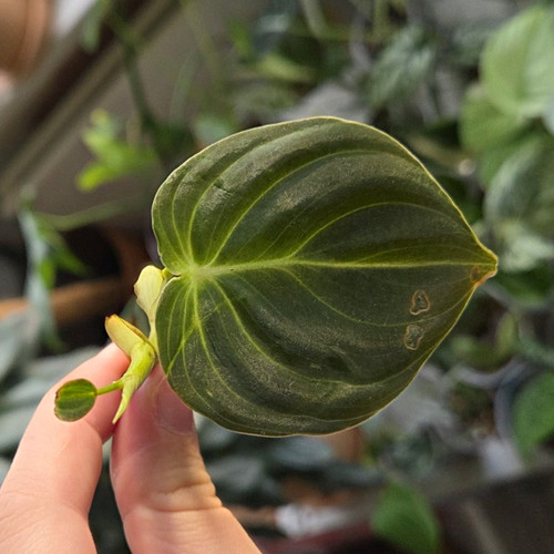 Rare philodendron - 🧡rare🧡,