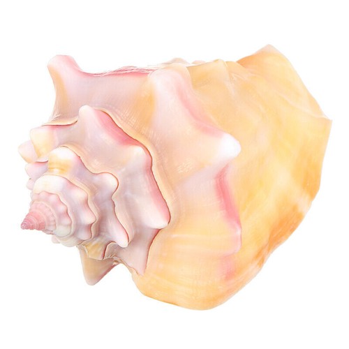 11cm conch large - 8-11cm, sea