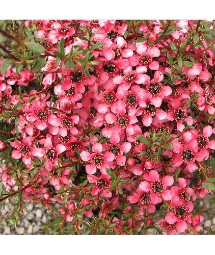 Leptospermum kiwi nana dwarf - nana,
