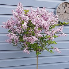 LILAC TREE SYRINGA 'Palibin'