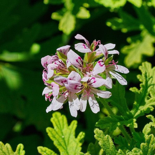 Citronella scented leaf - citronella,