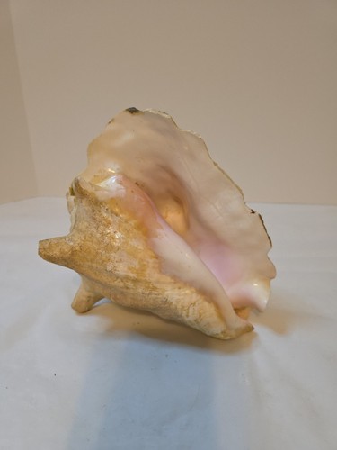 Large natural pink - natural, conch