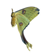 Argema mittrei Papered