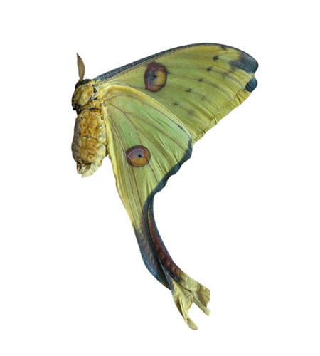 Argema mittrei papered - argema,