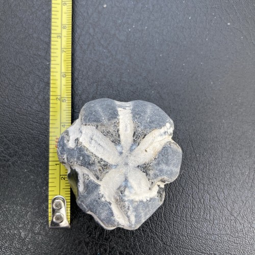 Fossil flint echinoid sea