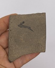 RARE Mesacanthus Scottish