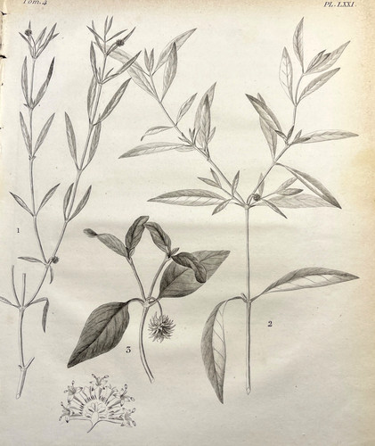 Antique botanical engraving - antique,