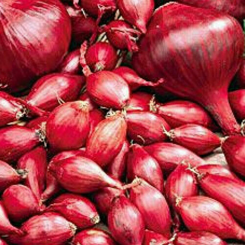 Red karmen onion - red, the