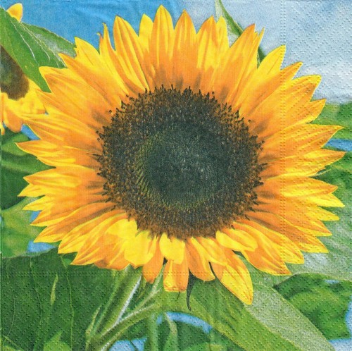 Single paper napkins - 4,