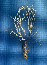 GENUINE NATURAL GORGONIAN SEA FAN FROM DORSETS JURRASIC COAST, (29/11BW)