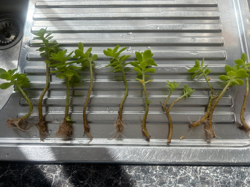 Rooted jade plants - rooted, (