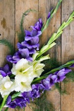 20 Gladioli Corms White &