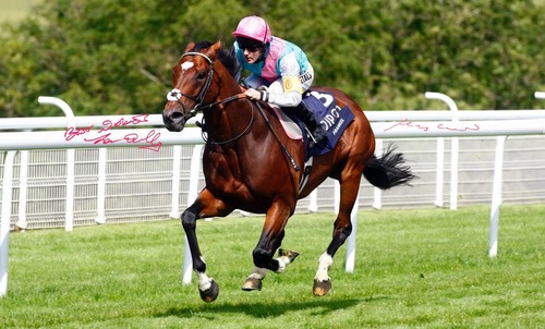 Framed photo frankel - a4,
