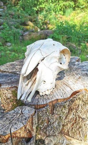 Genuine adult complete sheep - adult,