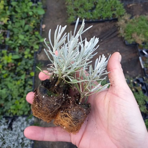 Curry plant helichrysum - -,