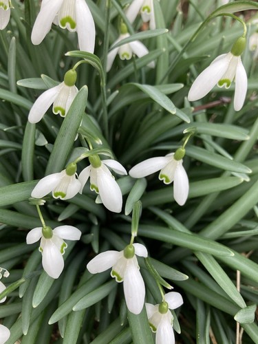 Thirty snowdrop galanthus - snowdrop,