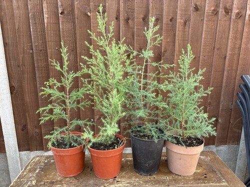 Italian cypress trees 60cm - italian, 25-60cm