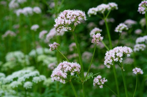 Common valerian seeds - valerian, –