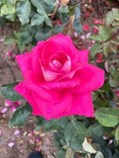 GILL -  Fragrant Pink Hybrid
