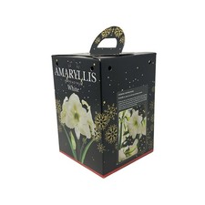 Amaryllis 'White'. Gardening