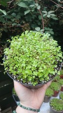 Baby's Tears Plant: 13cm (1