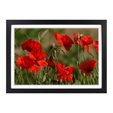 Red Poppy Field Flowers (5)