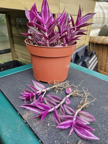 Tradescantia zebrina pink - ',