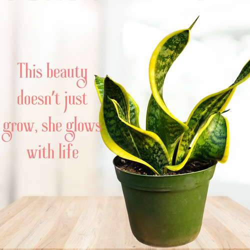 Twisted sansevieria plant - sansevieria,