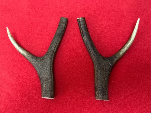 Pieces red deer antlers - red,